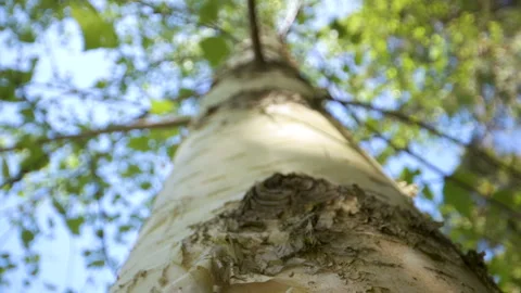 Closer look of the white trunk of the birch tree Stock Footage 138435072