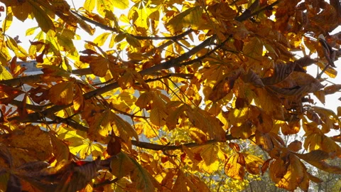 Closer look of the yellow and red leaves  in Estonia Stock Footage 162784667