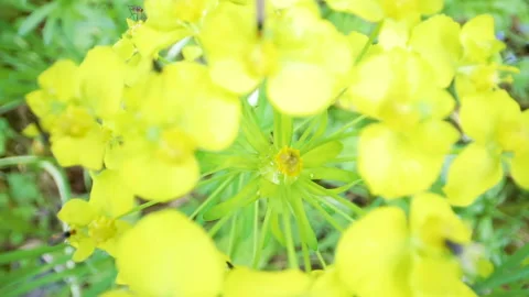 The closer look of the yellow chrysosplenium alternifolium flowers Stock Footage 134059698