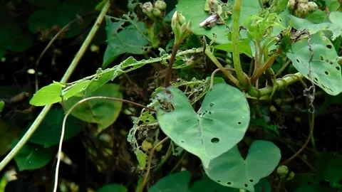 Closer to Nature Stock Footage 201426478