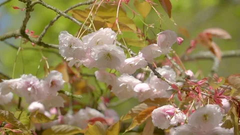 Closer sight of the cherry blossom flower in the tree Видео 79786472