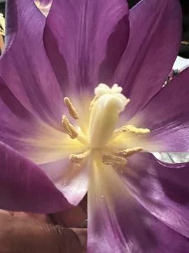 Closer Tulip Stock Photos