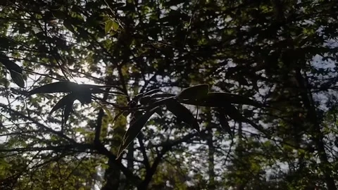 Closer view from below tree leaves Stock Footage 297523866