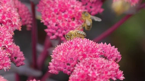 Closer view of the big brown bee on the flower Stock Footage 70148410