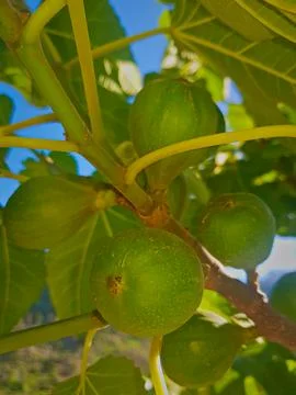 A closer view of the branch of the fig tree with non mature fig fruits Stock Photos