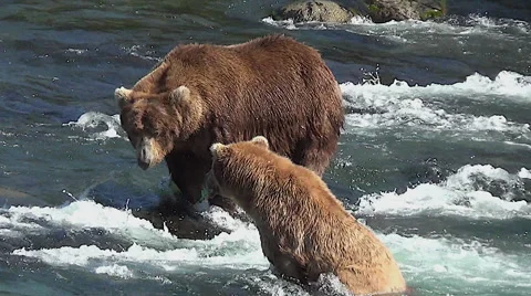 Closer View of Courting Brown Bears Fishing in Salmon River Stock Footage 51002525