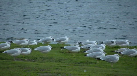 Closer view gulls Stock Footage 267744