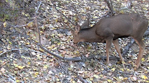 Closer View of Mule Deer Buck Feeding in Leaves in Woods Stock Footage 49645750