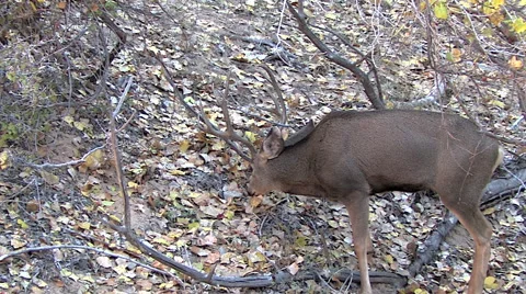Closer View of Mule Deer Buck Feeding in Autumn Leaves in Woods Stock Footage 49646147