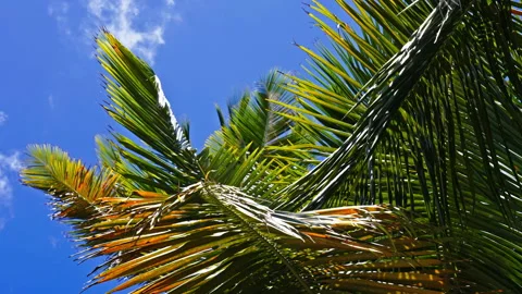 Closer view of palm trees of different colours moving in the wind Stock Footage 265913773