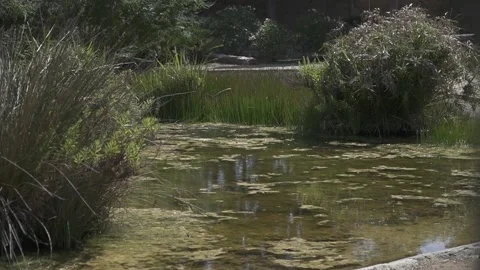 Closer view of pond with vegetation Stock Footage 134605914