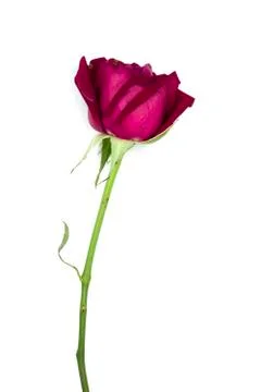 Closes up red rose on white background soft focus in vintage style for happy  Stock Photos