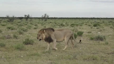 Closest pass in the sequence; powerful calm presence — Part 5 Stock Footage 320354446