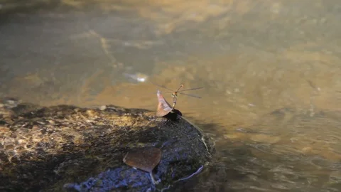 Closeu pwater cascade flowing in a river with a dragonfly and leaf above rock 動画素材 103423489