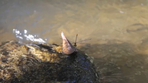 Closeu pwater cascade flowing in a river with a dragonfly and leaf above rock 動画素材 103423600