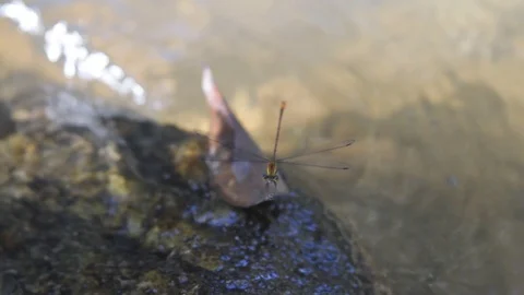 Closeu pwater cascade flowing in a river with a dragonfly and leaf above rock 動画素材 103423604