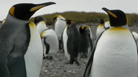 Closeup of 2 King Penguins Stock Footage 11957536