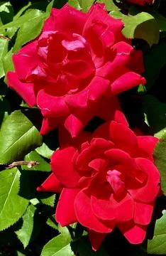 Closeup of 2 Red Flowers Foto stock