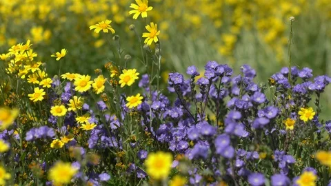 Closeup 3 Axis Dolly Tansy Phacelia CA Goldfields Flowers Carrizo Plain Video stock 106273285