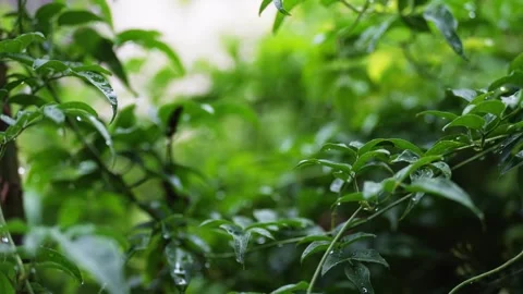Closeup 4k video of raindrops falling on shrubbery and flowers in a garden Stock Footage 263770674
