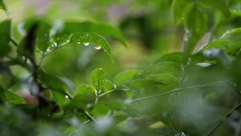 Closeup 4k video of raindrops falling on shrubbery and flowers in a garden Stock Footage 263770676