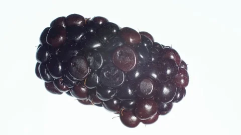 Closeup 4k video of squeezing and crushing ripe blackberry on white background Stock Footage 125353275