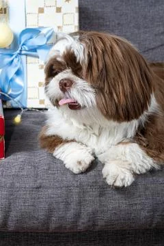 Closeup of 9 month old shit tzu lying on the sofa next to gift boxes and ligh Stock Photos