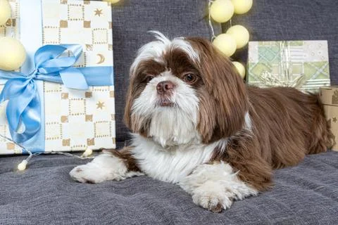 Closeup of a 9 month old shit tzu lying on the sofa, next to gift boxes with  Stock Photos