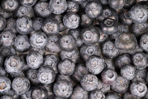 Closeup abstract blueberry texture pattern macro, repetitive circular forms,  Stock Photos