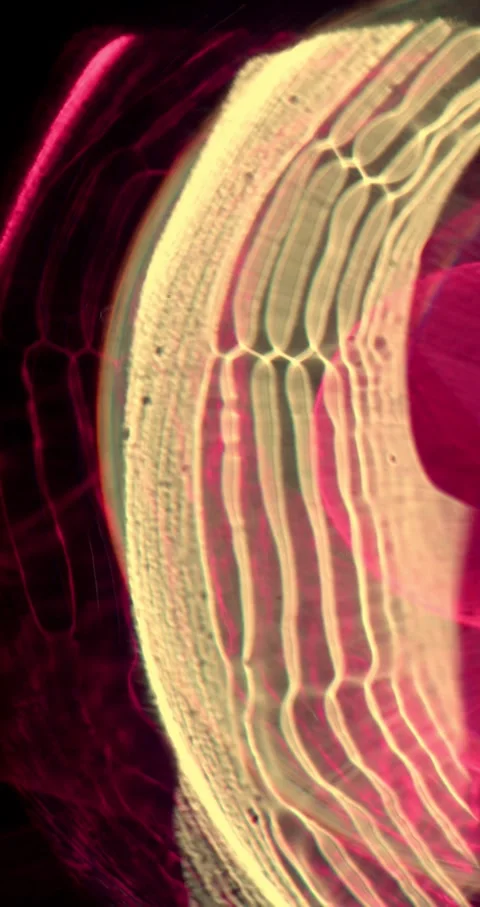 Closeup Of Abstract Chromatic Waves Background. Futuristic Holographic Video Video stock 304400060