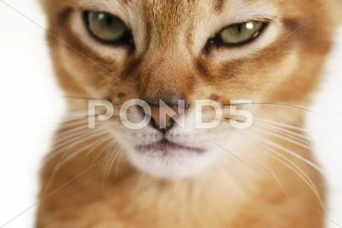 Closeup abyssinian kitten face Stock Photos