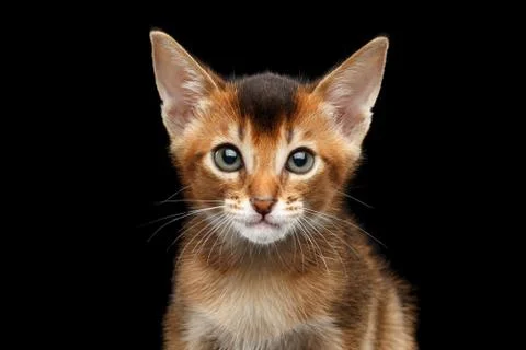 Closeup Abyssinian Kitty Curious Looking in Camera, Isolated Black Background Stock Photos