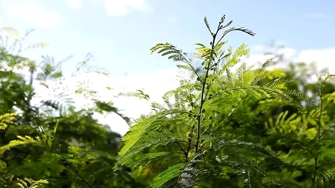 Closeup Acacia Leaf Stock Footage 76761996