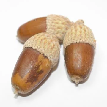 Closeup of acorn Stock Photos