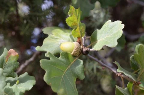 Closeup of acorn Foto stock