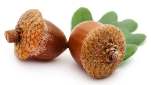 Closeup of acorn Foto stock