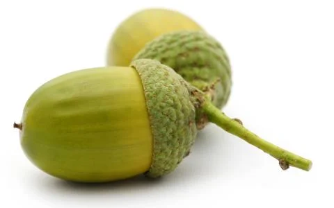 Closeup of acorn Stock Photos