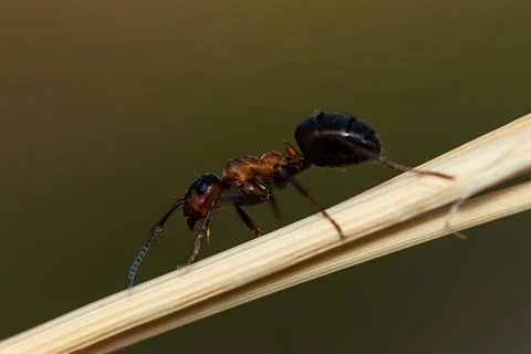 Closeup of an active ant on the branch. Stock Photos