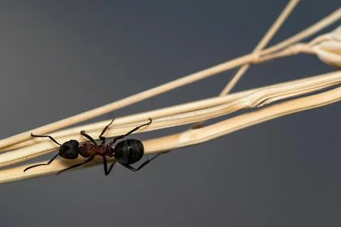 Closeup of an active ant on the branch. Stock Photos