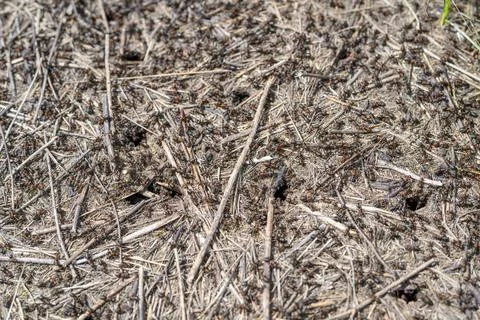 A CloseUp of an Active Ant Colony on the Ground Revealing Their Amazing Cooperat Stock Photos