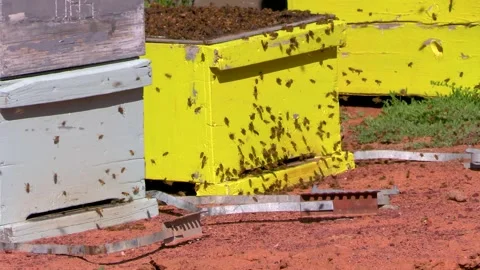 Closeup of an active bee hive Stock Footage 328277071