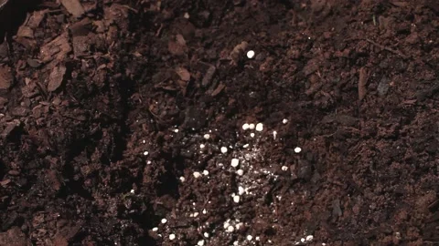 Closeup of adding fertilizer to prepare the ground for a plant Stock Footage 162952549