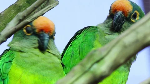 Closeup of the adorable Peach-fronted parakeet parrots in HD Stock Footage 150554633