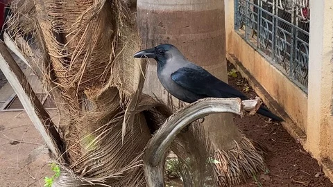 Closeup of adult crow, raven struggling to gather material for nest building Stock Footage