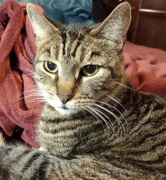 Closeup on an Aduly Grey Tabby Cat Stock-Fotos