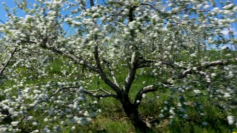 Closeup aerial camera moving through blooming apple trees. Stock Footage 106795802