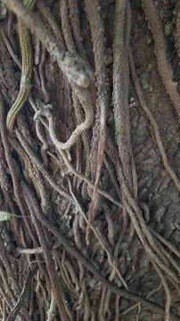 Closeup of Aerial Roots on a Tree Trunk. Natural Background Stock Photos