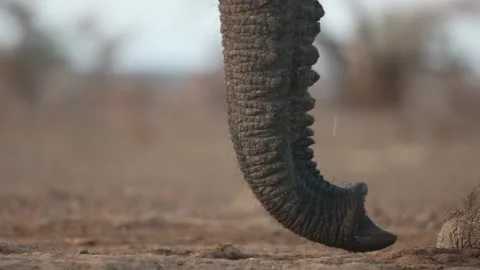 Closeup of an African elephant cow's and calf's trunk and feet while walking. Vidéo 312795205