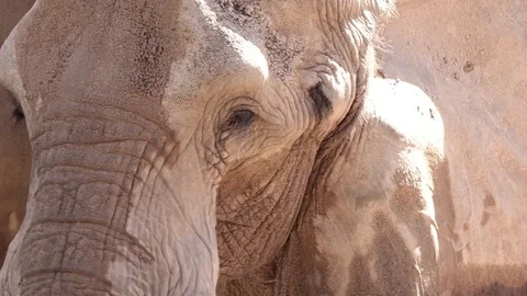 Closeup of African elephant's face Stock Footage 82366754