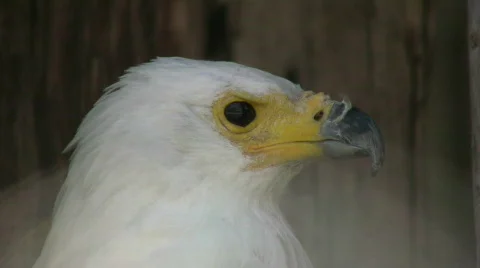 Closeup of an African Fish Eagle looking around (High Definition) Stock Footage 359350